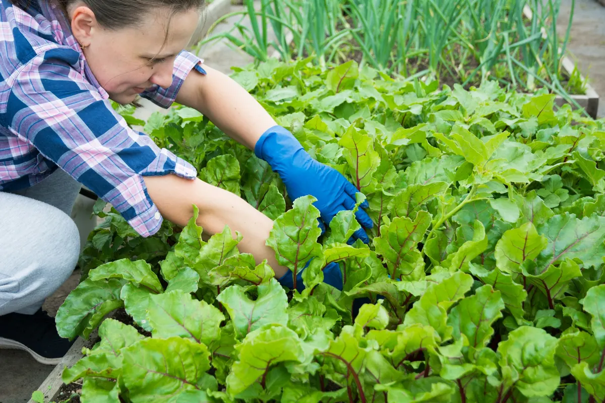 A woman in gardening gloves tends a bed of leafy greens.